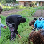 GJC-Alex, Thomas, Jaquel, Victor and Brianna on Farm Crew