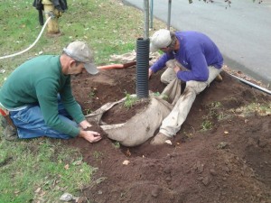 Andy and Mark demonstrating how to tie the burlap 