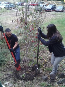 Lovell and Giana cutting around a viburnum 