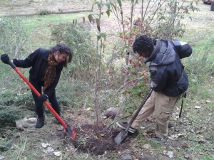 Anthony and Anessia lifting the root ball up. 