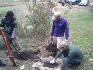 Anthony filling up the burlap with extra soil to make a root ball. 