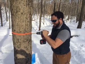 Kyle Siriano taps a maple tree in the forest behind Common Ground's school building.