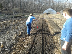 Students on the farm crew seeding peas, to mark the first seeding of the season!