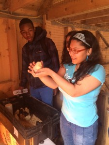 Students transfer baby chicks into the their new coop as part of the environmental ventures program.