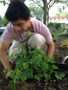 Planting at Lenzi Park