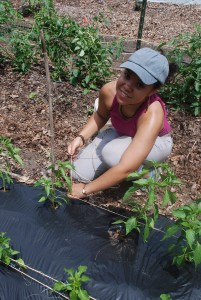 Shanti constructs a trellis on the farm.