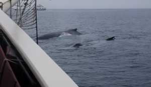 Humpback whales spotted off the side of the Schooner Roseway
