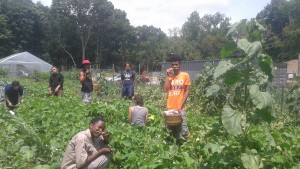 Interns and Students Peas Farm