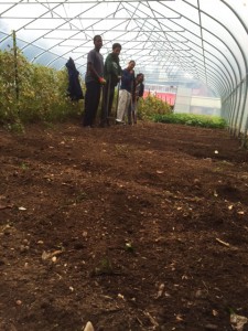 The fall farm crew prepares the ground in the high tunnel on our farm.