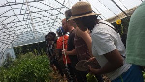 Farmers work in the high tunnel in the fields at Soul Fire Farm.