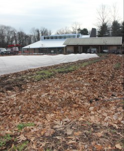 Rows of the farm beds covered in leaves for the winter. In the background is the new building.