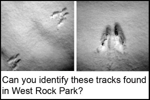 Animal tracks left in the snow of West Rock Park.
