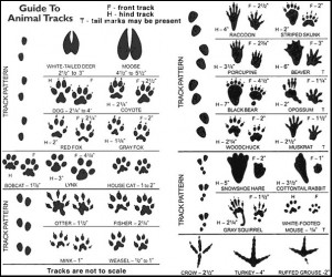 An illustration of different kinds of animal tracks.