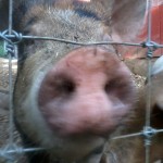 Pig Snout