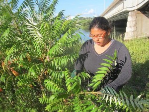 Kathiana removes invasive plants at Dover Beach, another Urban Oasis site at which she and other Common Ground students worked. 