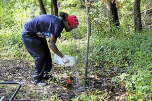 Eugenio Garcia, a rising senior at Common Ground High School, waters a tree planted last year in the urban oasis in Edgewood Park. Garcia and other summer interns will work to maintain the oasis this summer. (Anna Bisaro - New Haven Register)