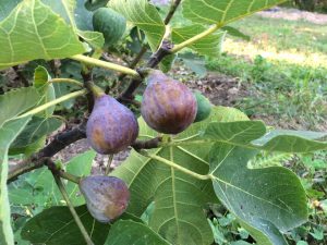 ripe figs