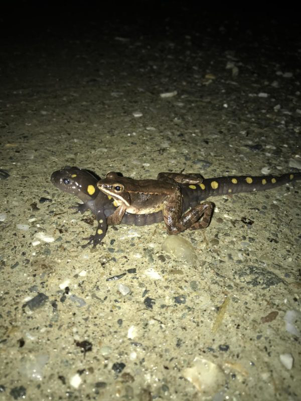 yellow-spotted salamander carrying a wood frog